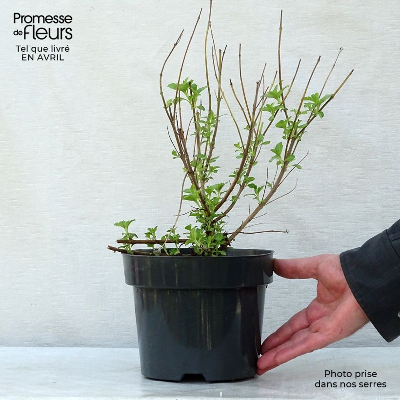 Caryopteris clandonensis Hint of Gold Maceta 3L/4L Ejemplar entregado en la primavera