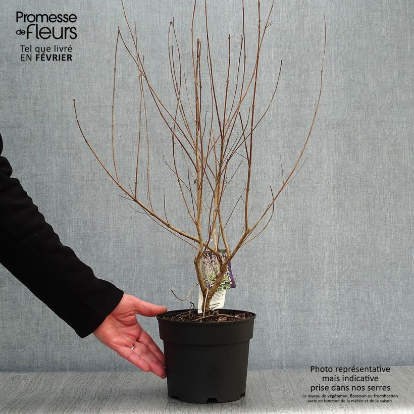 Caryopteris clandonensis Summer Sorbet Maceta 3L/4L Ejemplar entregado en invierno