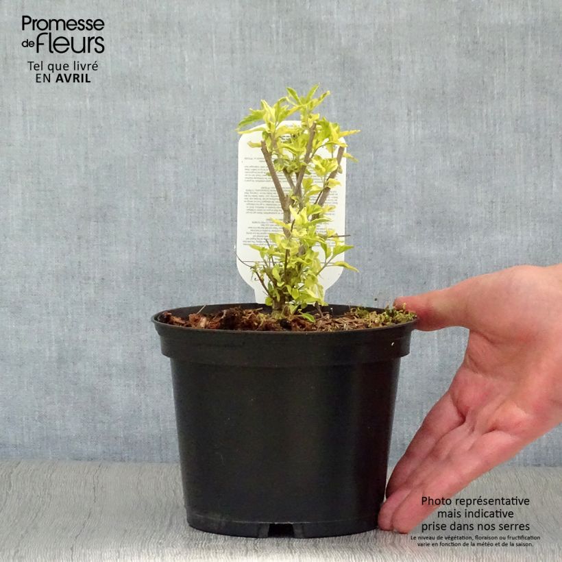 Caryopteris clandonensis Summer Sorbet Maceta 3L/4L Ejemplar entregado en la primavera