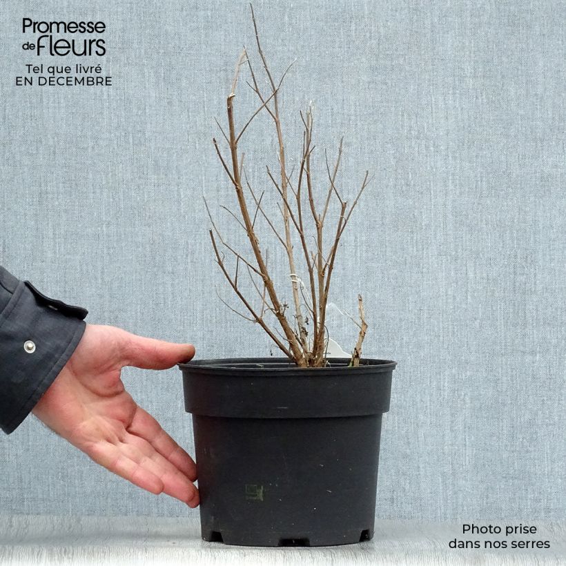 Caryopteris clandonensis White Surprise Maceta 2L/3L Ejemplar entregado en invierno