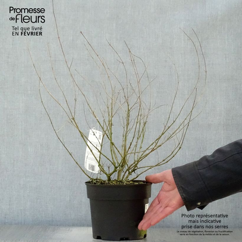 Caryopteris clandonensis Worcester Gold Maceta 2L/3L Ejemplar entregado en invierno