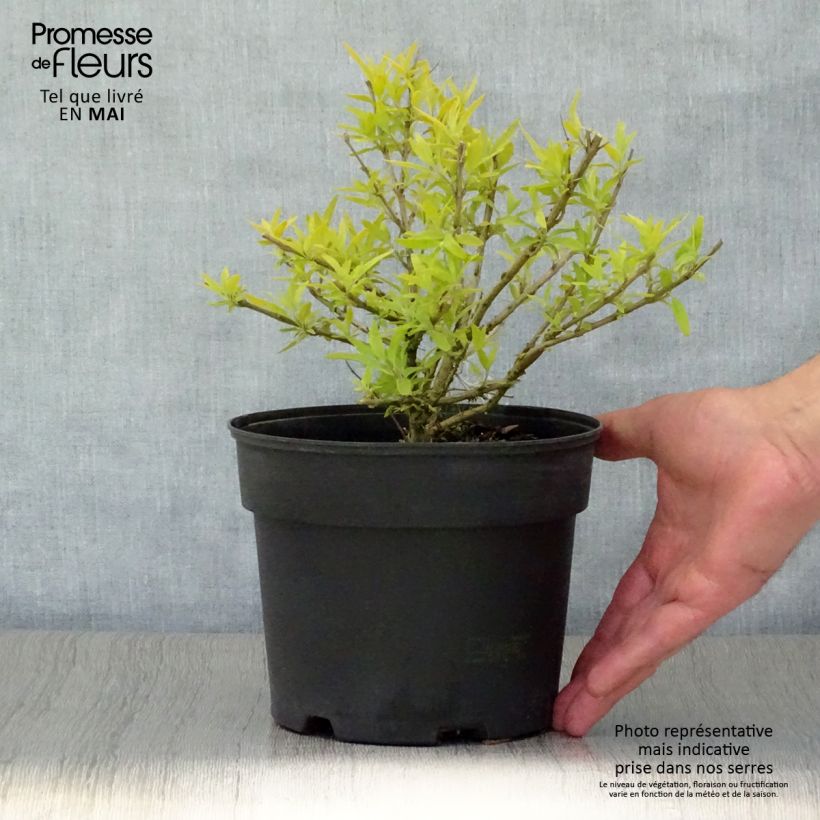 Caryopteris clandonensis Worcester Gold Maceta 2L/3L Ejemplar entregado en la primavera