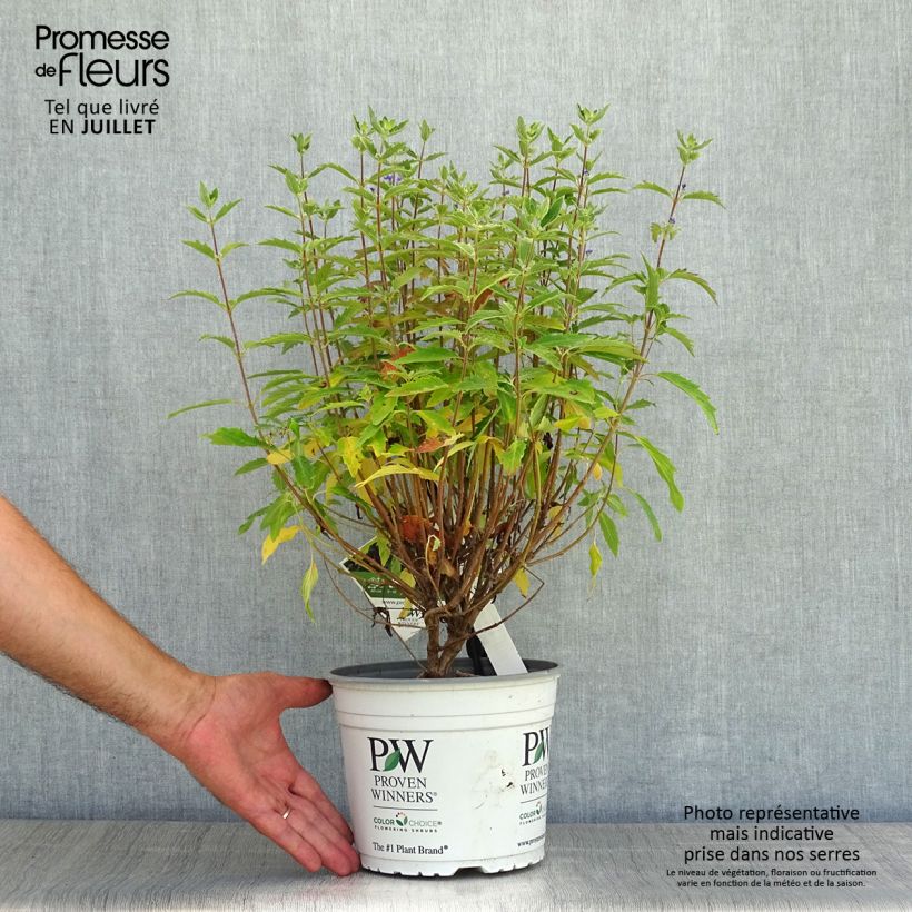 Ejemplar de Caryopteris clandonensis Beyond Midnight Maceta 3L/4L entregado en verano