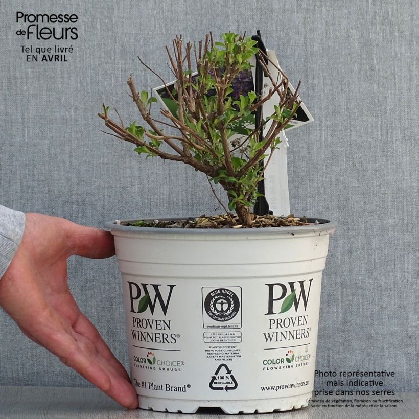 Caryopteris clandonensis Beyond Midnight Maceta 3L/4L Ejemplar entregado en la primavera