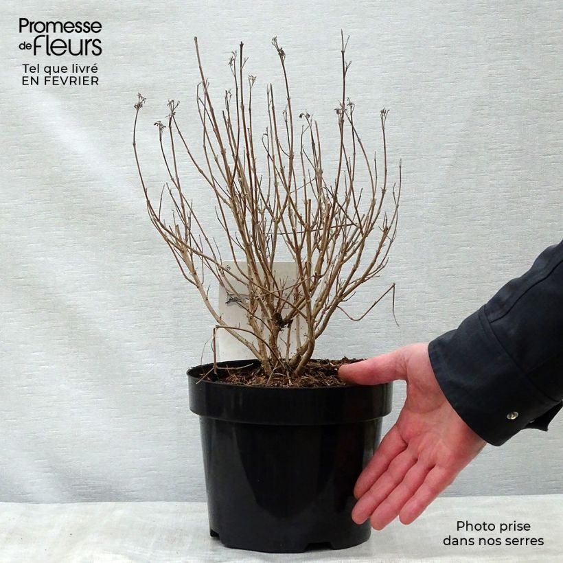 Caryopteris clandonensis First Choice Maceta 2L/3L Ejemplar entregado en invierno