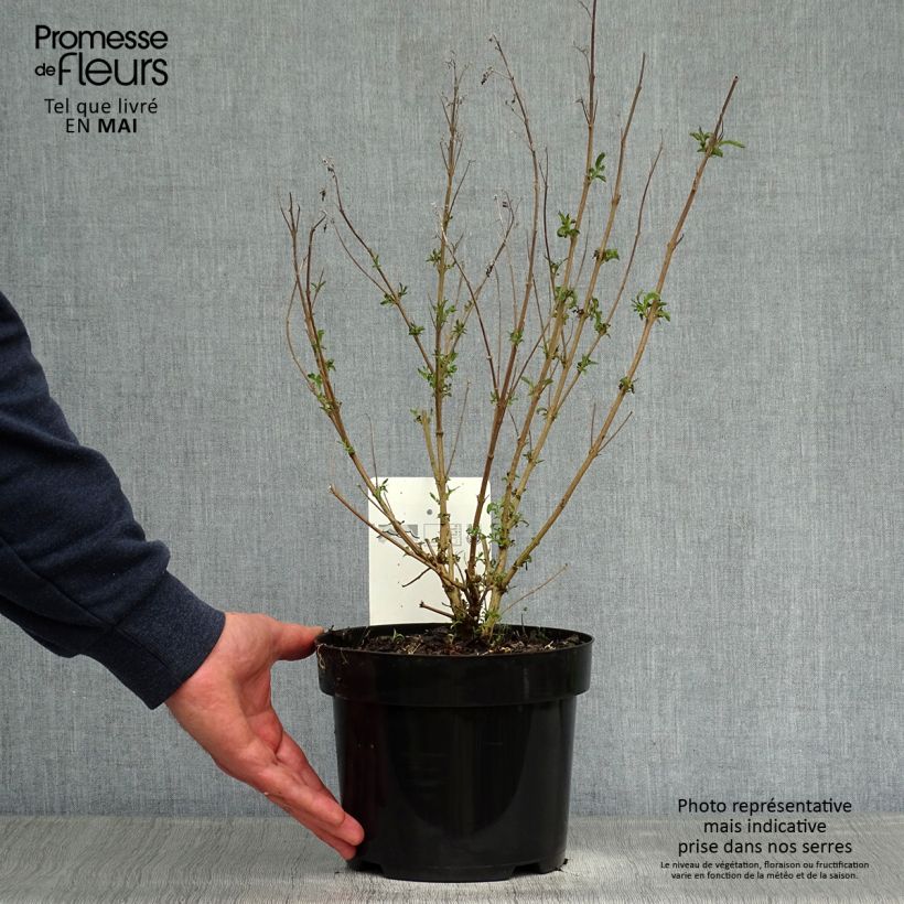 Caryopteris clandonensis First Choice Maceta 2L/3L Ejemplar entregado en la primavera