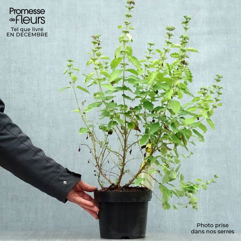 Caryopteris clandonensis Good as Gold Maceta 2L/3L Ejemplar entregado en invierno