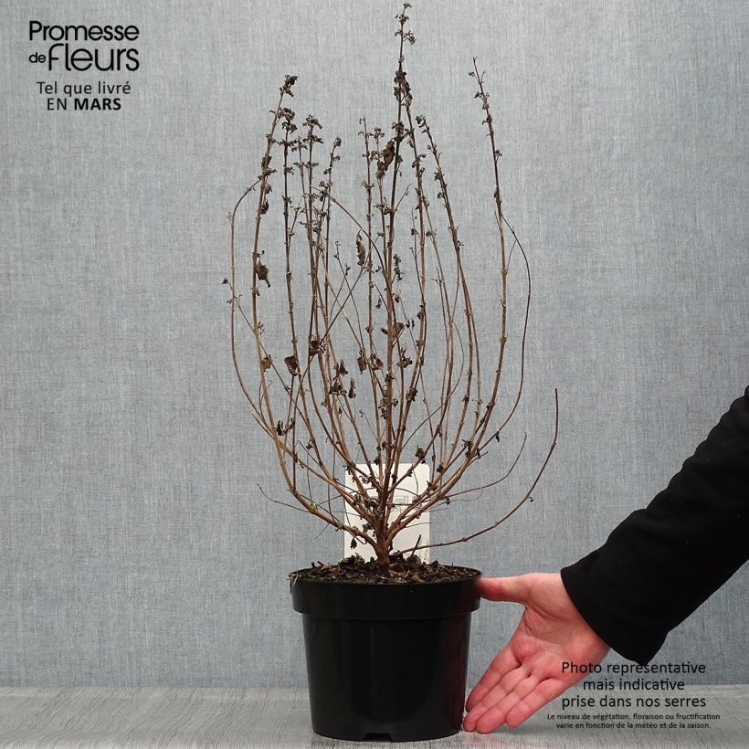 Caryopteris clandonensis Good as Gold Maceta 2L/3L Ejemplar entregado en la primavera