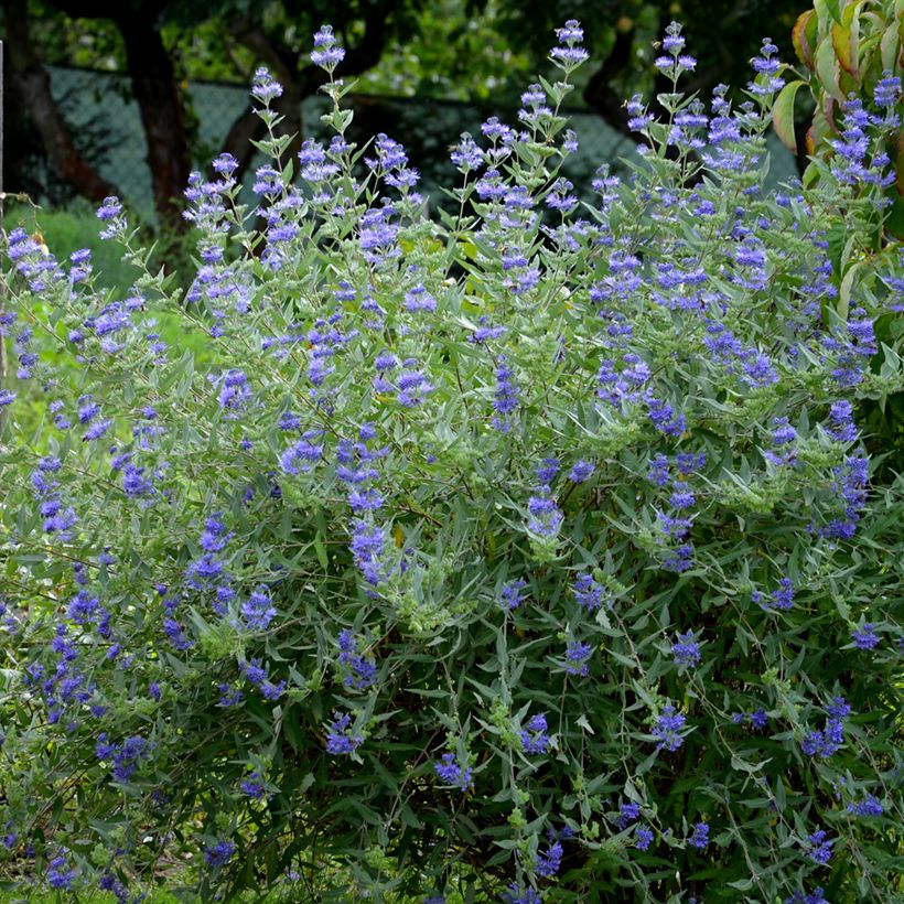 Caryopteris clandonensis Heavenly Blue (Porte)