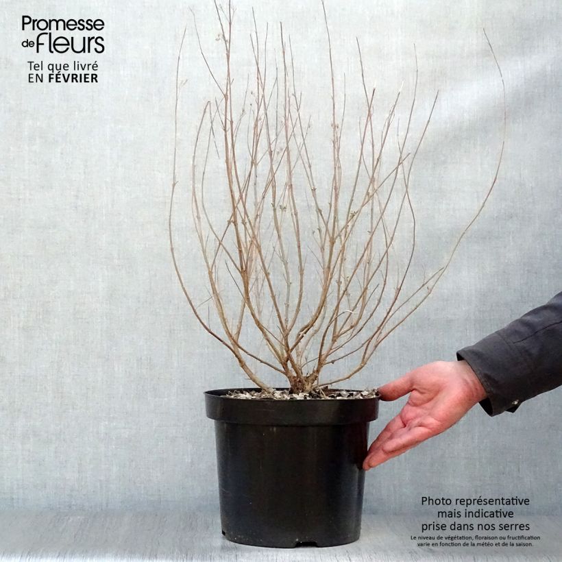 Caryopteris clandonensis Heavenly Blue Maceta 7,5L/10L Ejemplar entregado en invierno