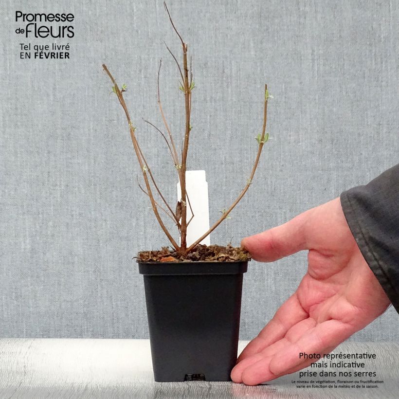 Caryopteris clandonensis Heavenly Blue Maceta de 8/9 cm Ejemplar entregado en invierno