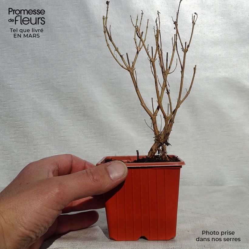 Caryopteris clandonensis Heavenly Blue Maceta de 8/9 cm Ejemplar entregado en la primavera