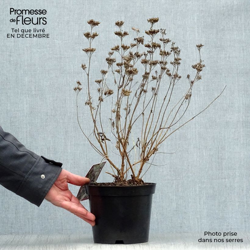 Caryopteris clandonensis Heavenly Blue Maceta 2L/3L Ejemplar entregado en invierno