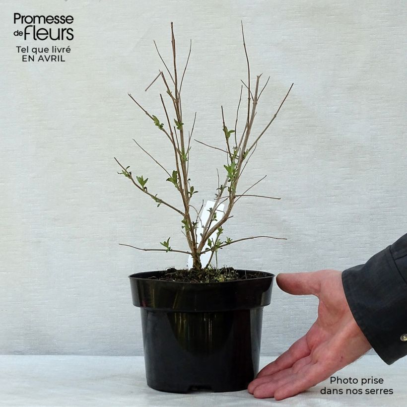 Caryopteris clandonensis Heavenly Blue Maceta 2L/3L Ejemplar entregado en la primavera