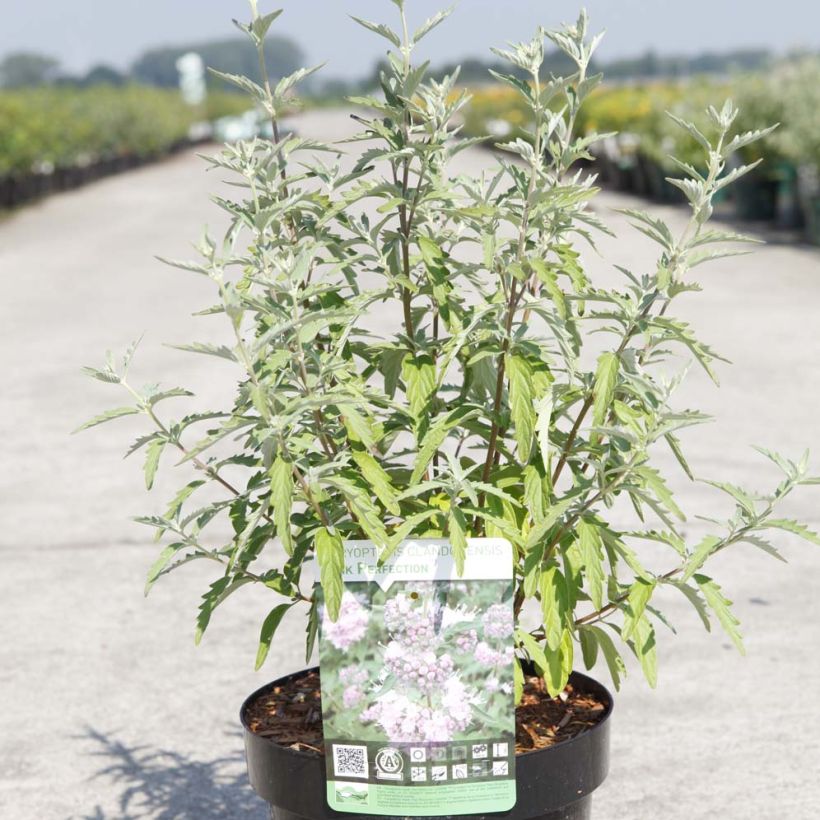 Caryopteris clandonensis Pink Perfection (Porte)