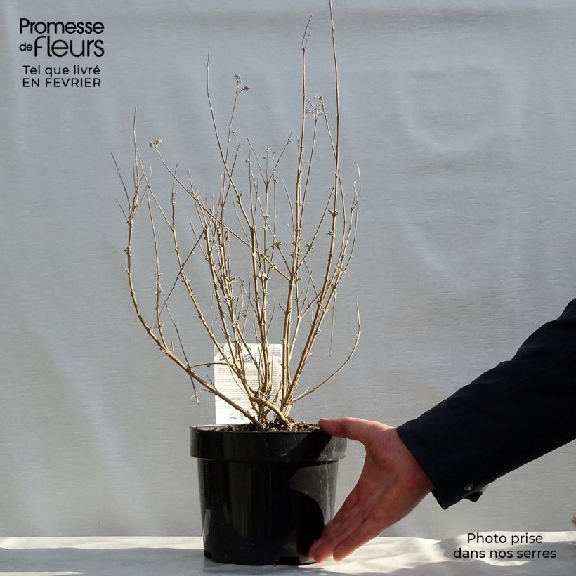 Caryopteris clandonensis Pink Perfection Maceta 2L/3L Ejemplar entregado en invierno