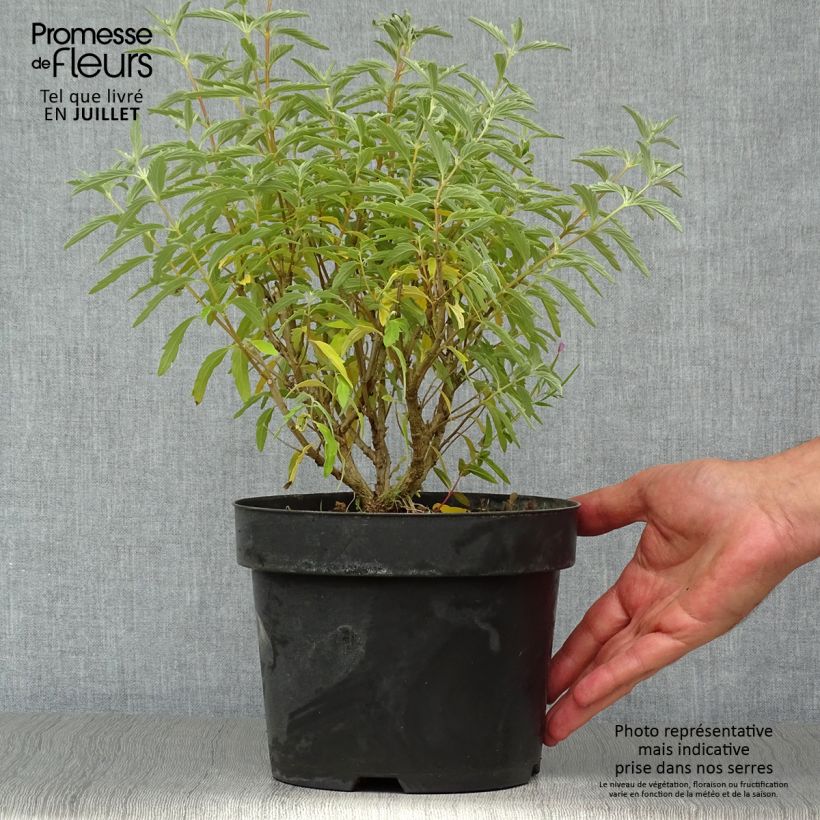Ejemplar de Caryopteris clandonensis Pink Perfection Maceta 2L/3L entregado en verano