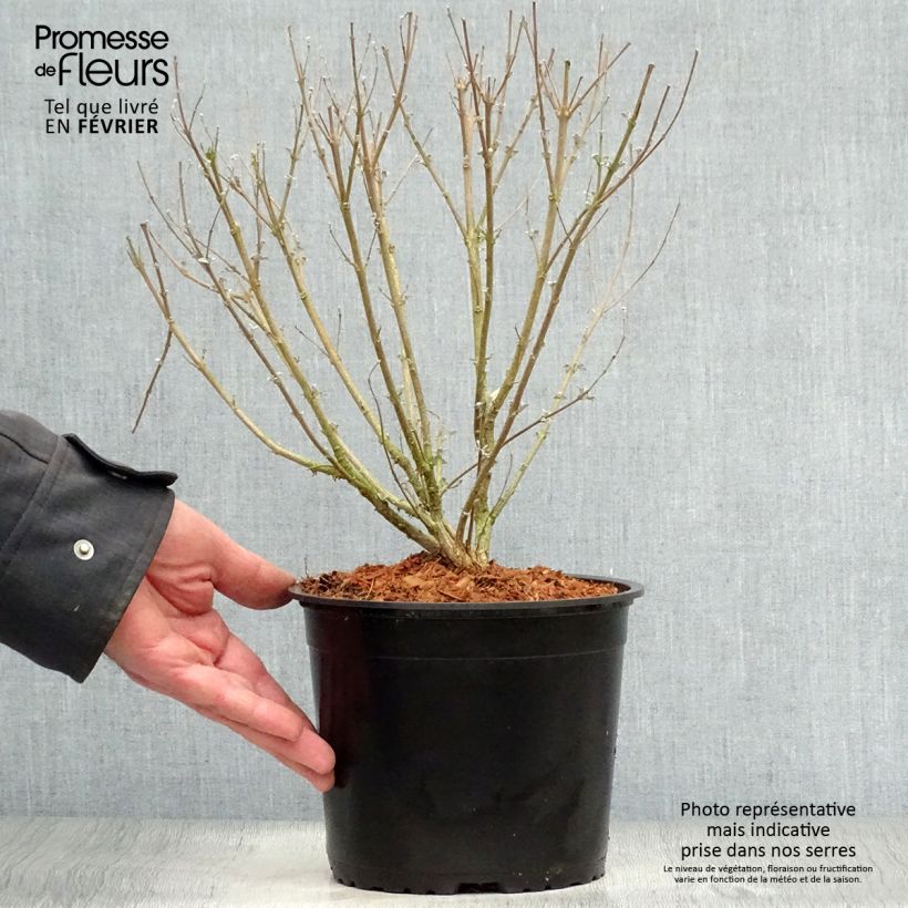 Caryopteris clandonensis Stephi Maceta 3L/4L Ejemplar entregado en invierno