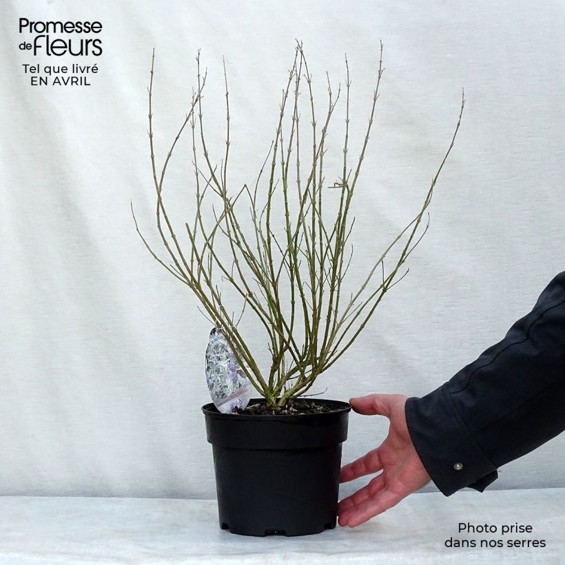 Caryopteris clandonensis Sterling silver Maceta 2L/3L Ejemplar entregado en la primavera