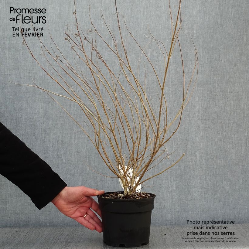 Caryopteris clandonensis Sterling silver Maceta 2L/3L Ejemplar entregado en invierno