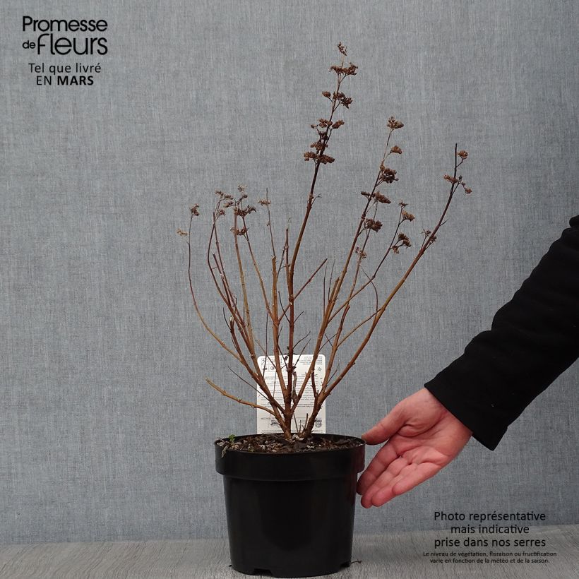 Caryopteris clandonensis Thetis Maceta 2L/3L Ejemplar entregado en invierno