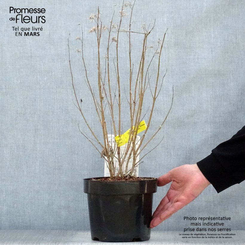 Caryopteris clandonensis Thetis Maceta 2L/3L Ejemplar entregado en la primavera