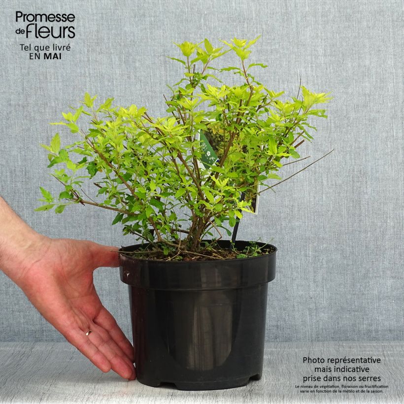 Caryopteris incana Sunny Blue Maceta 2L/3L Ejemplar entregado en la primavera