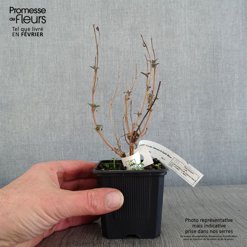 Caryopteris clandonensis Camara Dark Blue Maceta de 8/9 cm Ejemplar entregado en invierno