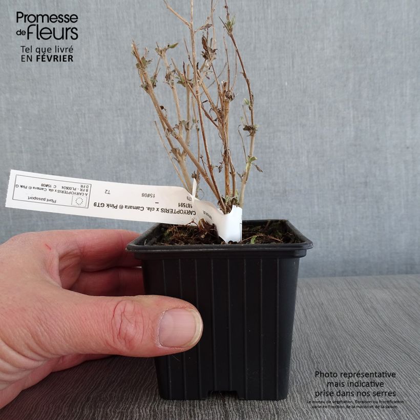 Caryopteris clandonensis Camara Pink Maceta de 8/9 cm Ejemplar entregado en invierno