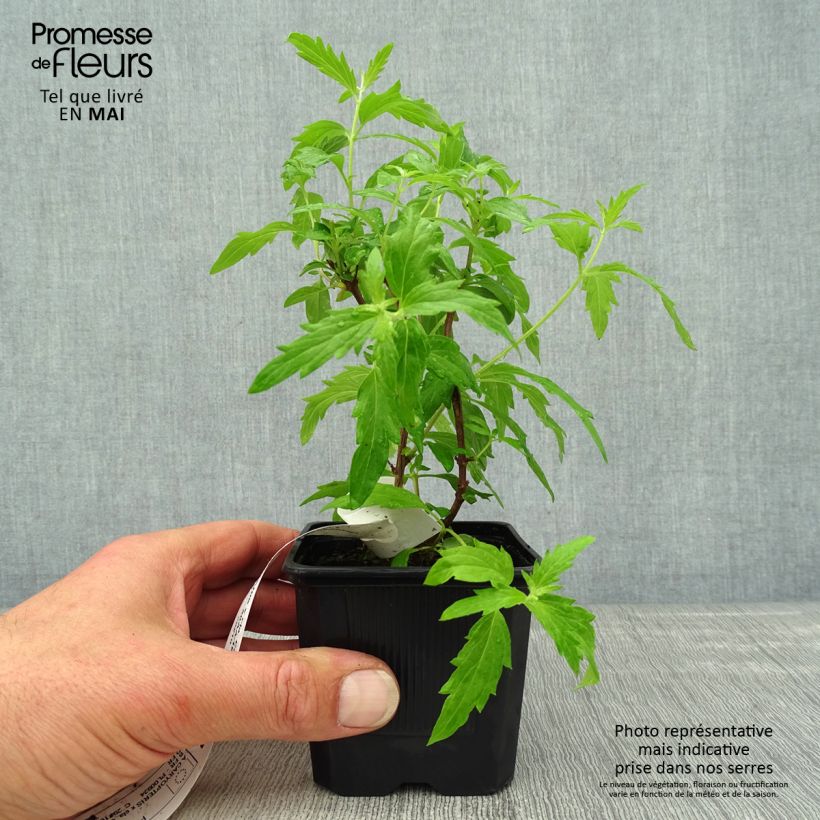 Caryopteris clandonensis Camara Pink Maceta de 8/9 cm Ejemplar entregado en la primavera