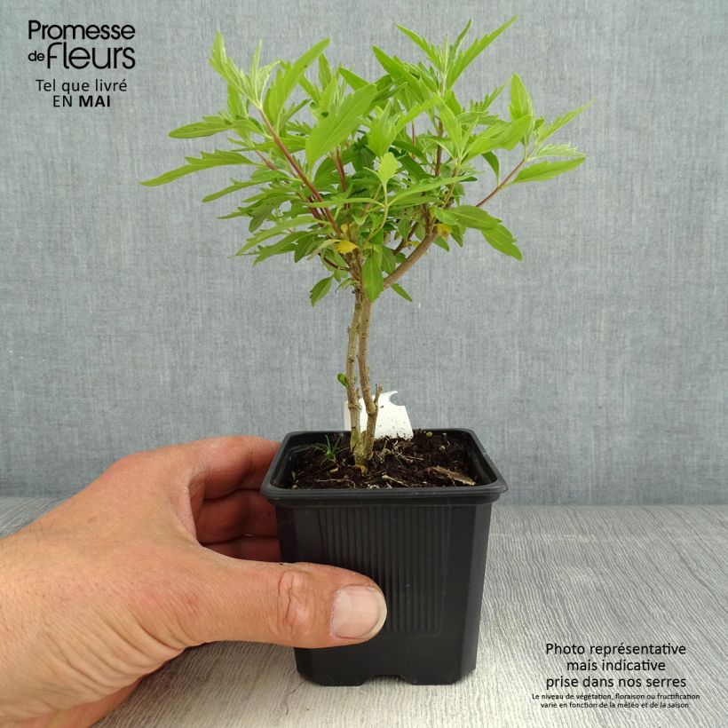 Caryopteris clandonensis Pavilion Pink Maceta de 8/9 cm Ejemplar entregado en la primavera