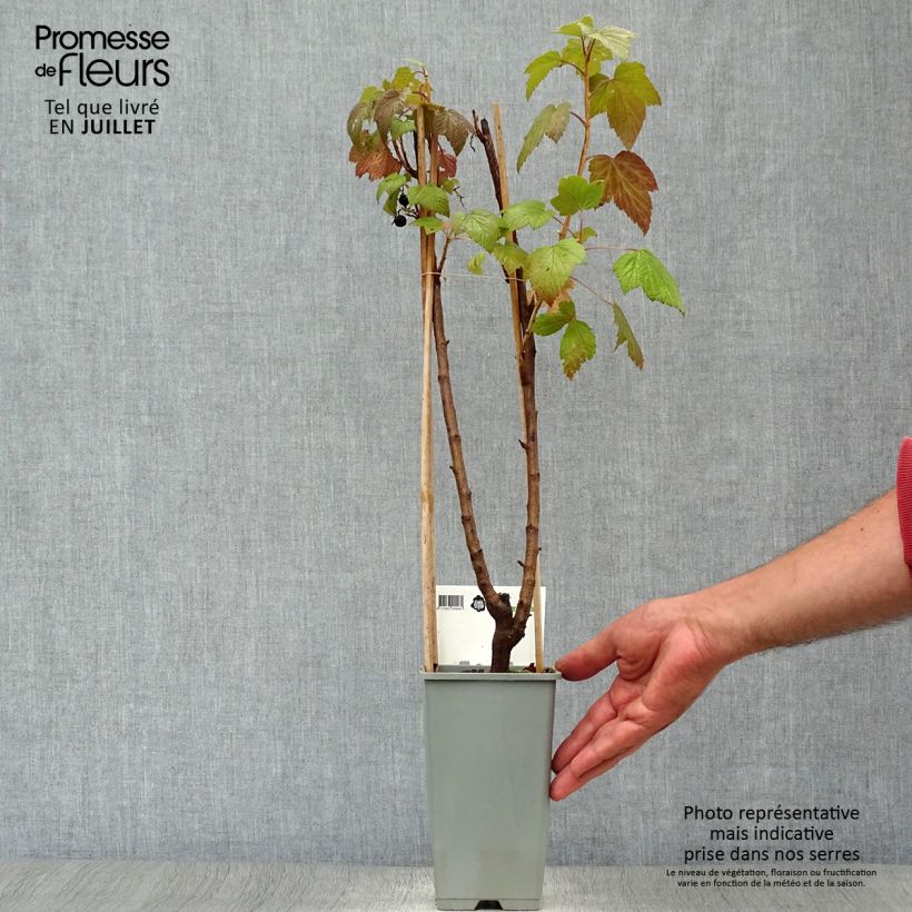 Ejemplar de Grosella hybrida Jostaberry Maceta 1,5L/2L, Formación arbustiva entregado en verano