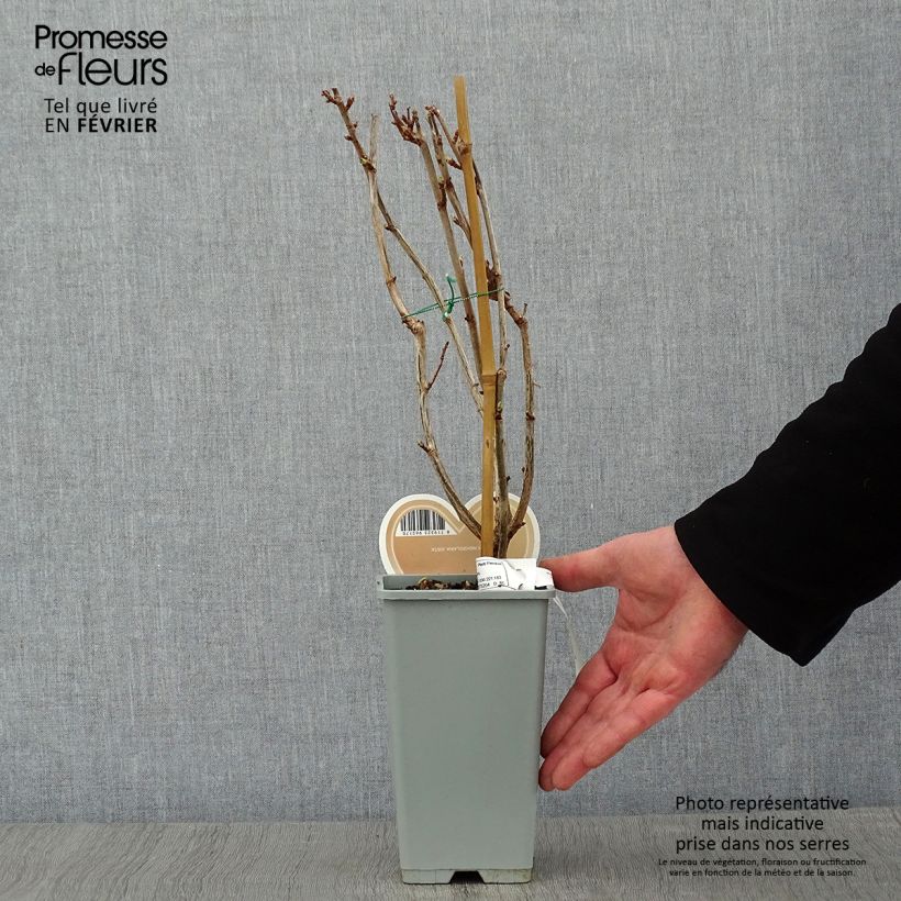 Grosella hybrida Jostaberry Maceta 1,5L/2L, Formación arbustiva Ejemplar entregado en invierno