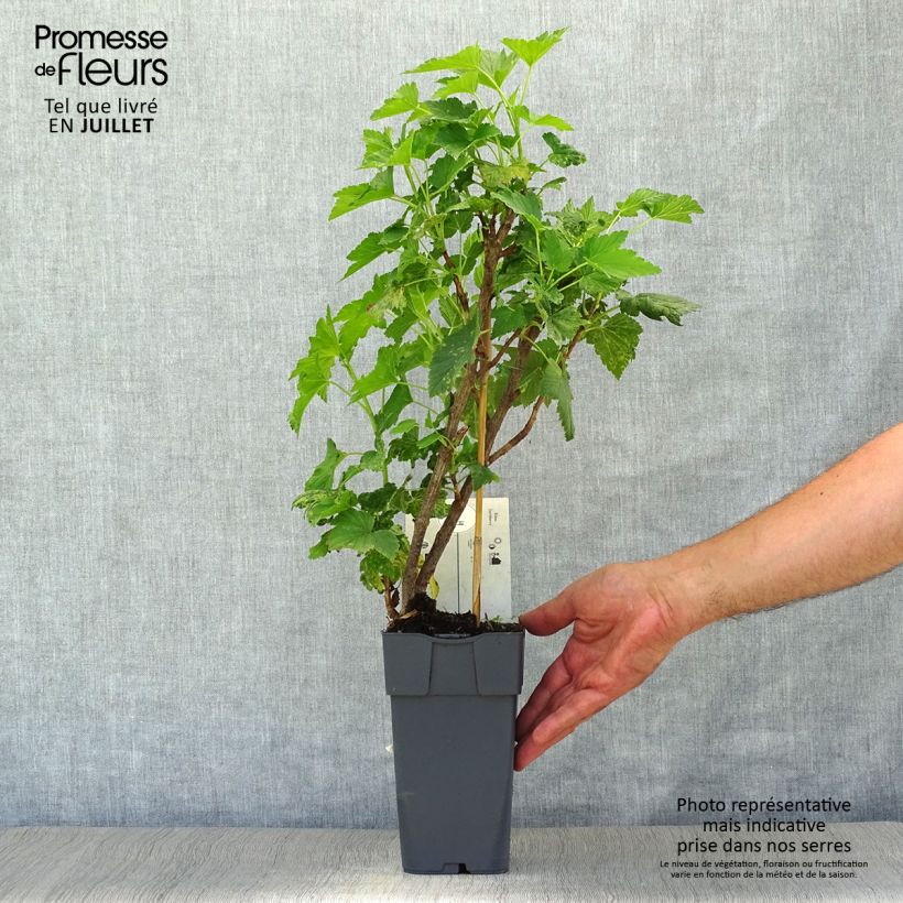 Ejemplar de Grosella hybrida Jostaberry Maceta 2L/3L, Formación arbustiva entregado en verano