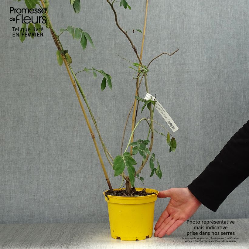 Cassia floribunda - Casia Maceta 2L/3L Ejemplar entregado en invierno