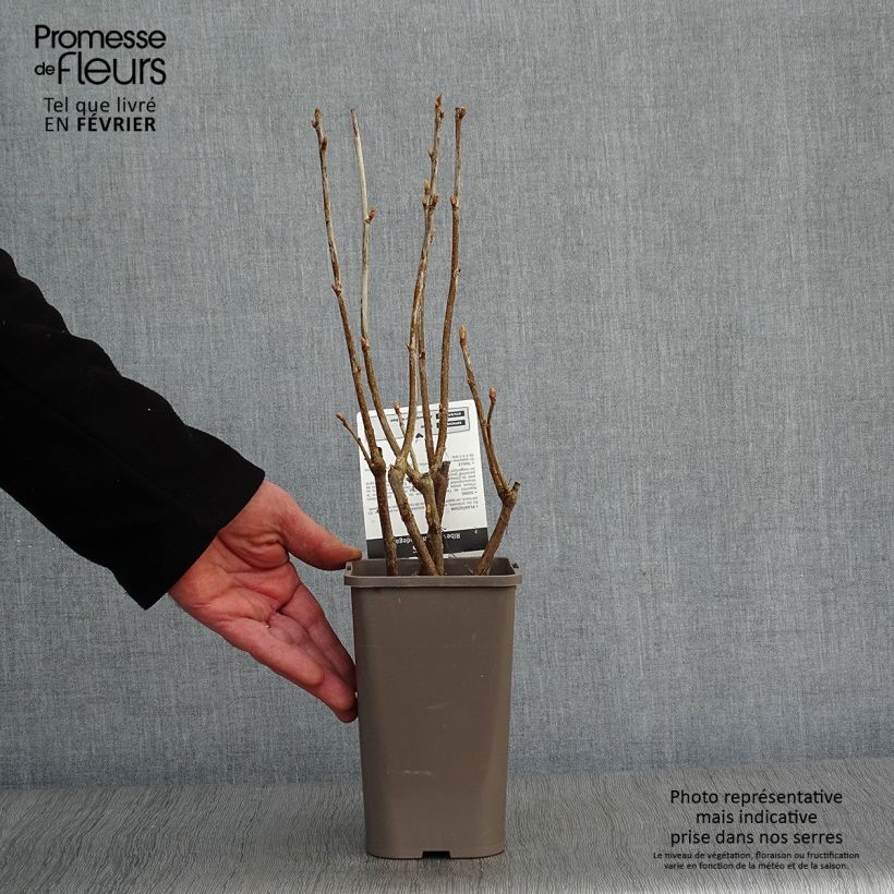 Grosella negra Andega Maceta 1,5L/2L, Formación arbustiva Ejemplar entregado en invierno