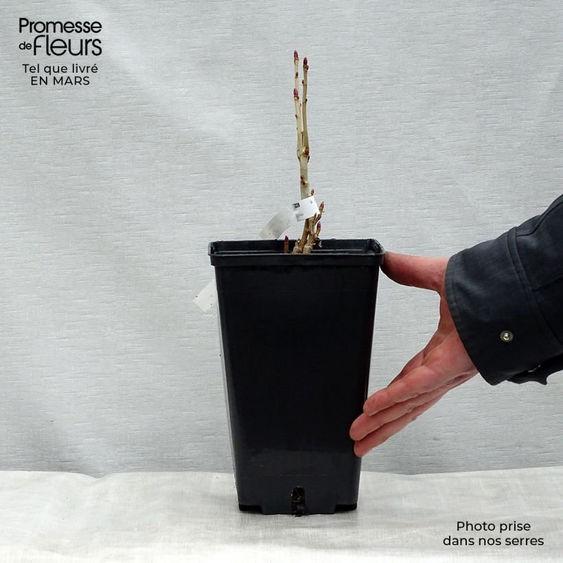 Grosella negra Andega Maceta 1,5L/2L, Formación arbustiva Ejemplar entregado en la primavera