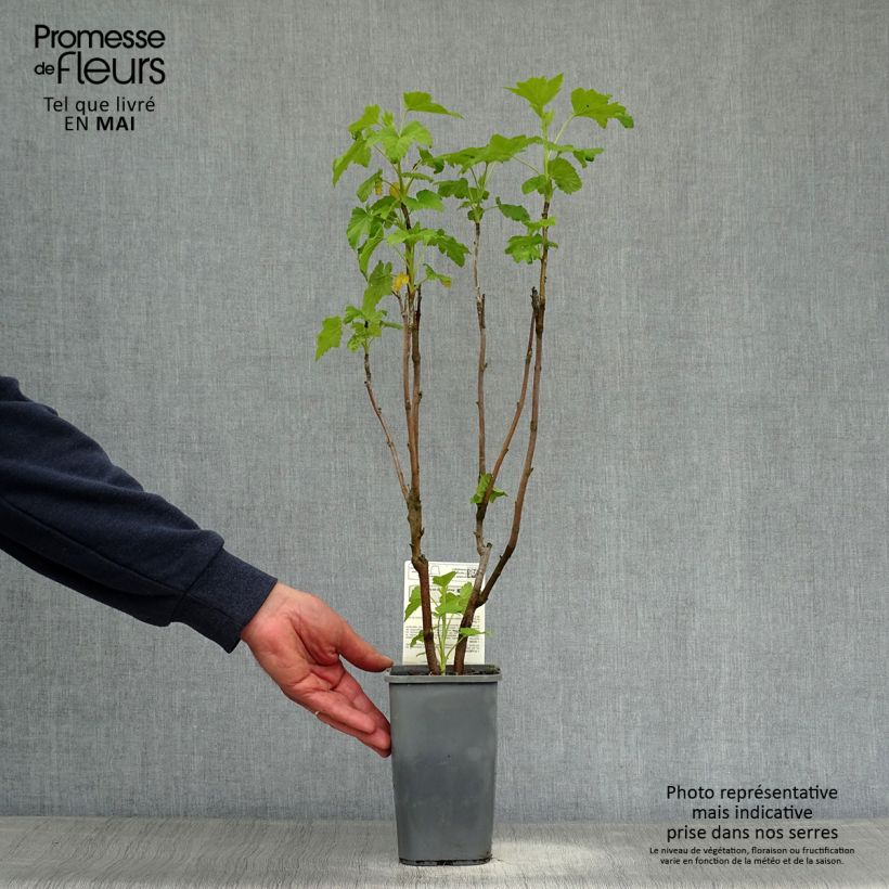 Grosella negra Andega Bio Maceta 1,5L/2L, Formación arbustiva Ejemplar entregado en la primavera