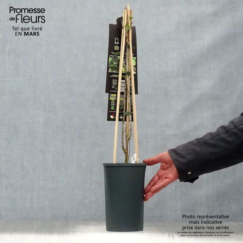 Grosella negra Ben Nevis Maceta 1,5L/2L, Formación arbustiva Ejemplar entregado en la primavera