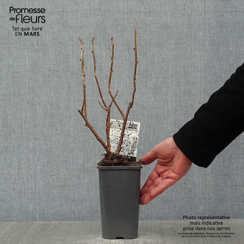 Grosella negra Black Down Maceta 1L/1,5L, Formación arbustiva Ejemplar entregado en invierno