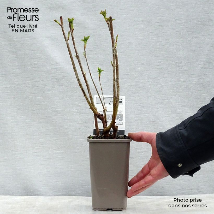 Grosella negra Black Down Maceta 1L/1,5L, Formación arbustiva Ejemplar entregado en la primavera