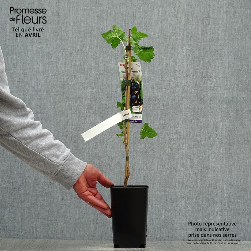 Grosella negra Black'n Red Premiere Maceta 1,5L/2L, Formación arbustiva Ejemplar entregado en la primavera