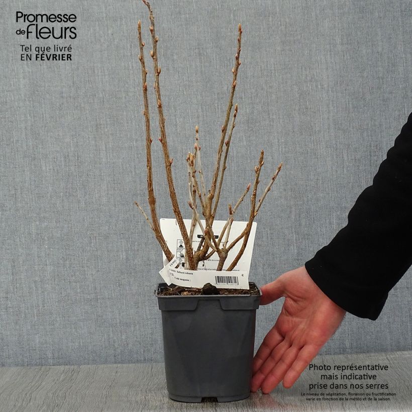 Grosella negra Delbard Robusta Maceta 2L/3L Ejemplar entregado en invierno