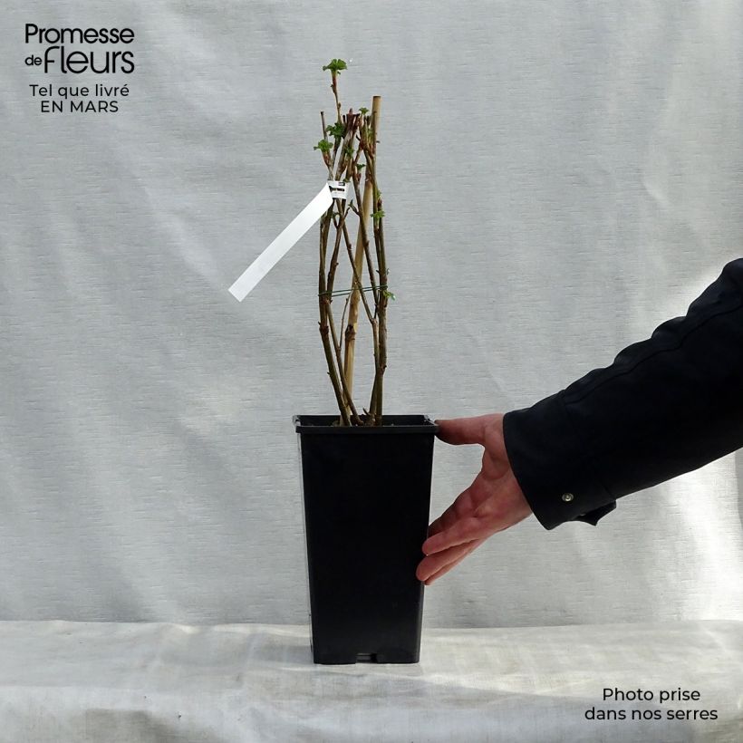 Grosella negra Géant de Boskoop Maceta 1,5L/2L Ejemplar entregado en la primavera