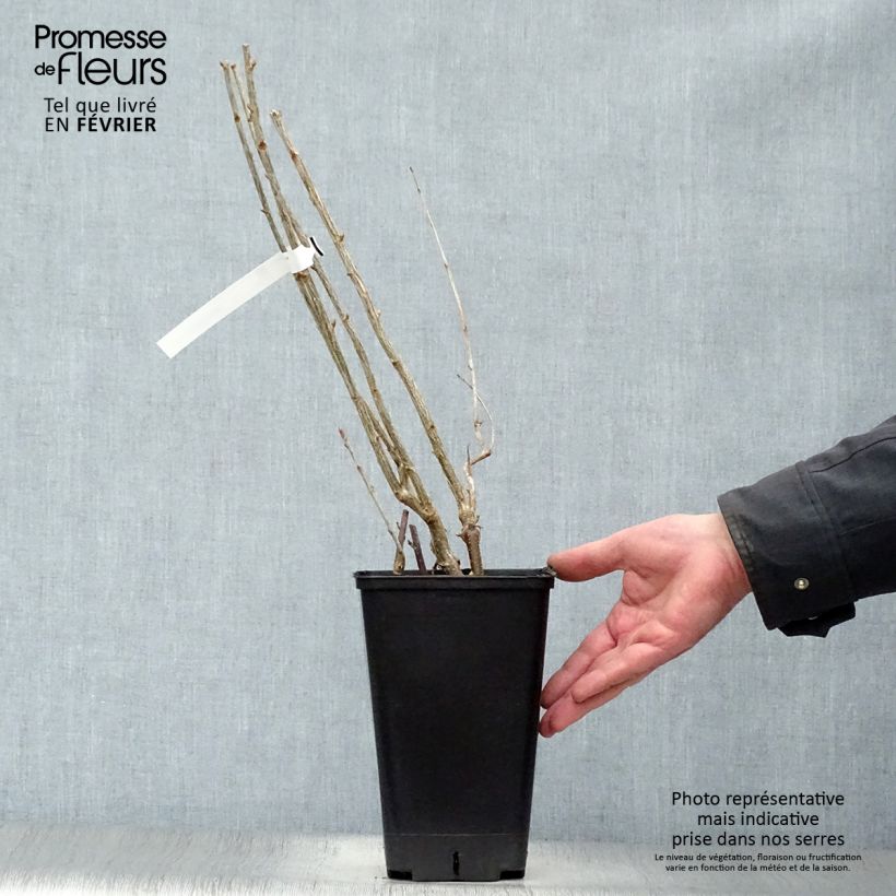 Grosella negra Little Black Sugar Maceta 1,5L/2L, Formación arbustiva Ejemplar entregado en invierno