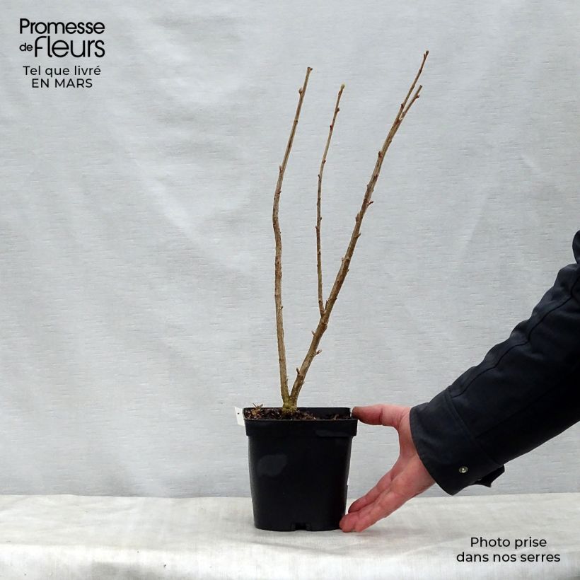 Grosella negra Neva Maceta 2L/3L, Formación arbustiva Ejemplar entregado en la primavera