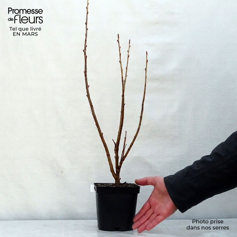 Grosella negra Noir de Bourgogne Maceta 1,5L/2L, Formación arbustiva Ejemplar entregado en la primavera