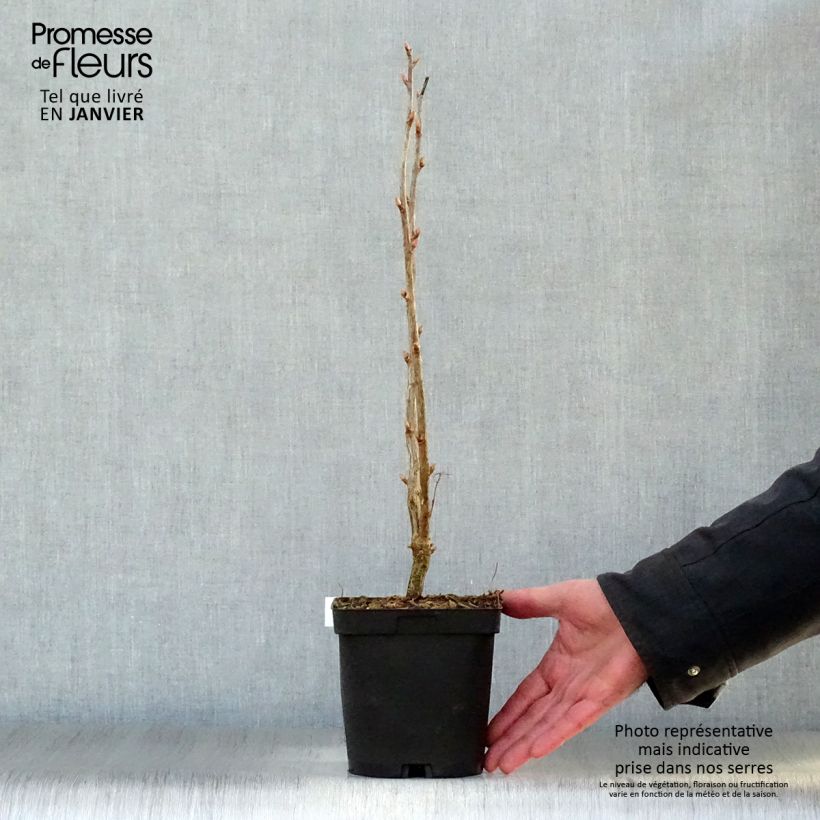 Grosella negra Noir de Bourgogne Maceta 1,5L/2L, Formación arbustiva Ejemplar entregado en invierno