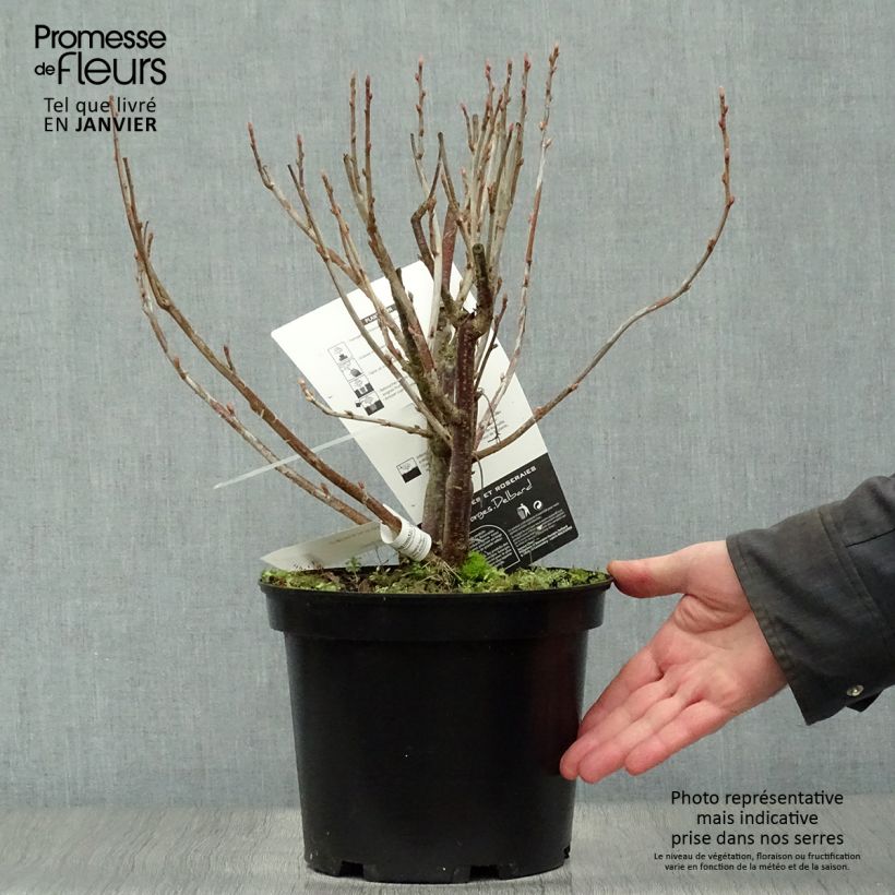 Grosella negra Noir de Bourgogne Maceta 4L/5L Ejemplar entregado en invierno