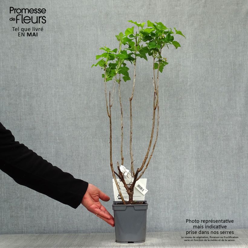 Grosella negra Perles d'Auvergne Maceta 2L/3L, Formación arbustiva Ejemplar entregado en la primavera